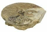 Jurassic Ammonite (Graphoceras) Fossil - Dorset, England #211759-2